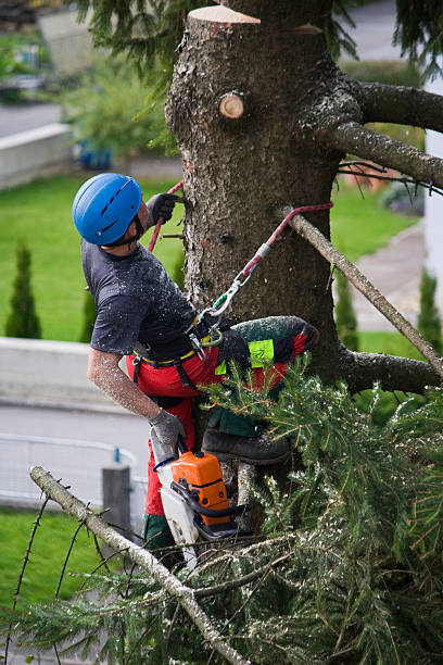 How Our Tree Care Process Works  in  Clayton, OH